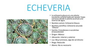 ECHEVERIA
• La echevería glauca es una planta
suculenta caracterizada por poseer hojas
carnosas donde la planta acumula una
reserva de agua.
• Nombre común: Echeveria Glauca
• Nombre científico: Echeveria secunda
"Glauca"
• Familia: Crasuláceas o suculentas
(Crassulaceae)
• Origen: México
• Ubicación: Interior y exterior
• Luz: Muy luminoso, algo de sol directo
• Riego: Reducido
• Abono: No es necesario
 
