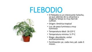 FLEBODIO• El flebodio es un interesante helecho,
ya que además de su atractivo y
elegante follaje es muy fácil de
cultivar.
• Origen: América tropical
• Luz: de poco luminoso a muy
luminoso
• Temperatura ideal: 16-21º C
• Temperatura mínima: 5-7º C
• Riego: abundante, evitar
encharcamiento.
• Fertilización: pc. cada mes; pd. cada 3
meses.
 