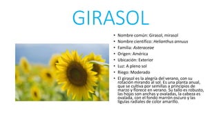 GIRASOL
• Nombre común: Girasol, mirasol
• Nombre científico: Helianthus annuus
• Familia: Asteraceae
• Origen: América
• Ubicación: Exterior
• Luz: A pleno sol
• Riego: Moderado
• El girasol es la alegría del verano, con su
rotación mirando al sol. Es una planta anual,
que se cultiva por semillas a principios de
marzo y florece en verano. Su tallo es robusto,
las hojas son anchas y ovaladas, la cabeza es
ovalada, con el fondo marrón oscuro y las
lígulas radiales de color amarillo.
 