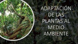 ADAPTACIÓN
DE LAS
PLANTAS AL
MEDIO
AMBIENTE
 