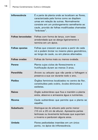 14 Plantas Condimentares: Cultivo e Utilização
Inflorescência É a parte da planta onde se localizam as flores,
caracterizada pela forma como se dispõem
umas em relação às outras. Normalmente
consiste em um prolongamento semelhante ao
caule, provido de folhas modificadas chamadas
“brácteas”.
Folhas lanceoladas Folhas com forma de lança, com base
arredondada que se alarga ligeiramente e
termina em um ápice.
Folhas opostas Folhas que crescem aos pares a partir de cada
nó e podem brotar no mesmo plano geométrico,
ao longo do caule, ou em planos alternados.
Folhas ovadas Folhas de forma mais ou menos ovalada.
Perene Planta cujos ciclos de florescimento e
frutificação duram ao menos 3 anos.
Perenifólia Árvore ou arbusto que não perde a folhagem e
preserva a sua cor durante todo o ano.
Pistilos Órgãos femininos localizados no centro da flor,
constituídos pelo ovário, óvulos diminutos e
estiletes.
Raízes Órgão subterrâneo que fixa e mantém a planta
ereta, absorve e armazena água e nutrientes.
Rizoma Caule subterrâneo que permite que a planta se
espalhe.
Subarbusto Distingue-se do arbusto pelo porte menor
(10 cm a 20 cm de altura). Apresenta partes
lenhosas ou levemente lenhosas que suportam
o inverno e perduram alguns anos.
Umbela Flores pediceladas inseridas em um único
ponto, no ápice da inflorescência.
 