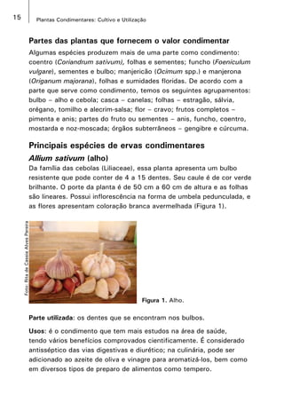 15 Plantas Condimentares: Cultivo e Utilização
Partes das plantas que fornecem o valor condimentar
Algumas espécies produzem mais de uma parte como condimento:
coentro (Coriandrum sativum), folhas e sementes; funcho (Foeniculum
vulgare), sementes e bulbo; manjericão (Ocimum spp.) e manjerona
(Origanum majorana), folhas e sumidades floridas. De acordo com a
parte que serve como condimento, temos os seguintes agrupamentos:
bulbo – alho e cebola; casca – canelas; folhas – estragão, sálvia,
orégano, tomilho e alecrim-salsa; flor – cravo; frutos completos –
pimenta e anis; partes do fruto ou sementes – anis, funcho, coentro,
mostarda e noz-moscada; órgãos subterrâneos – gengibre e cúrcuma.
Principais espécies de ervas condimentares
Allium sativum (alho)
Da família das cebolas (Liliaceae), essa planta apresenta um bulbo
resistente que pode conter de 4 a 15 dentes. Seu caule é de cor verde
brilhante. O porte da planta é de 50 cm a 60 cm de altura e as folhas
são lineares. Possui inflorescência na forma de umbela pedunculada, e
as flores apresentam coloração branca avermelhada (Figura 1).
Figura 1. Alho.
Foto:RitadeCassiaAlvesPereira
Parte utilizada: os dentes que se encontram nos bulbos.
Usos: é o condimento que tem mais estudos na área de saúde,
tendo vários benefícios comprovados cientificamente. É considerado
antisséptico das vias digestivas e diurético; na culinária, pode ser
adicionado ao azeite de oliva e vinagre para aromatizá-los, bem como
em diversos tipos de preparo de alimentos como tempero.
 
