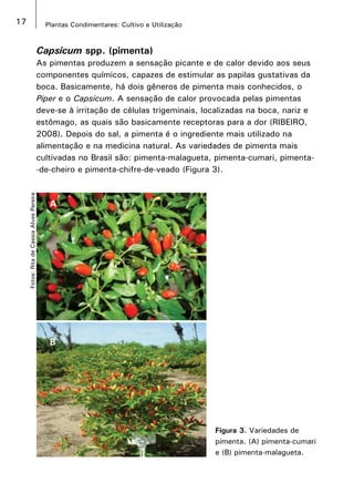 17 Plantas Condimentares: Cultivo e Utilização
Capsicum spp. (pimenta)
As pimentas produzem a sensação picante e de calor devido aos seus
componentes químicos, capazes de estimular as papilas gustativas da
boca. Basicamente, há dois gêneros de pimenta mais conhecidos, o
Piper e o Capsicum. A sensação de calor provocada pelas pimentas
deve-se à irritação de células trigeminais, localizadas na boca, nariz e
estômago, as quais são basicamente receptoras para a dor (RIBEIRO,
2008). Depois do sal, a pimenta é o ingrediente mais utilizado na
alimentação e na medicina natural. As variedades de pimenta mais
cultivadas no Brasil são: pimenta-malagueta, pimenta-cumari, pimenta-
-de-cheiro e pimenta-chifre-de-veado (Figura 3).
Fotos:RitadeCassiaAlvesPereira
Figura 3. Variedades de
pimenta. (A) pimenta-cumari
e (B) pimenta-malagueta.
A
B
 