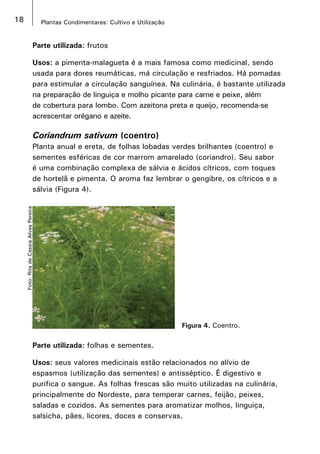 18 Plantas Condimentares: Cultivo e Utilização
Foto:RitadeCassiaAlvesPereira
Parte utilizada: frutos 	
Usos: a pimenta-malagueta é a mais famosa como medicinal, sendo
usada para dores reumáticas, má circulação e resfriados. Há pomadas
para estimular a circulação sanguínea. Na culinária, é bastante utilizada
na preparação de linguiça e molho picante para carne e peixe, além
de cobertura para lombo. Com azeitona preta e queijo, recomenda-se
acrescentar orégano e azeite. 
Coriandrum sativum (coentro)
Planta anual e ereta, de folhas lobadas verdes brilhantes (coentro) e
sementes esféricas de cor marrom amarelado (coriandro). Seu sabor
é uma combinação complexa de sálvia e ácidos cítricos, com toques
de hortelã e pimenta. O aroma faz lembrar o gengibre, os cítricos e a
sálvia (Figura 4).
Figura 4. Coentro.
Parte utilizada: folhas e sementes.
Usos: seus valores medicinais estão relacionados no alívio de
espasmos (utilização das sementes) e antisséptico. É digestivo e
purifica o sangue. As folhas frescas são muito utilizadas na culinária,
principalmente do Nordeste, para temperar carnes, feijão, peixes,
saladas e cozidos. As sementes para aromatizar molhos, linguiça,
salsicha, pães, licores, doces e conservas.
 