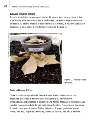 21 Plantas Condimentares: Cultivo e Utilização
Laurus nobilis (louro)
Árvore aromática de pequeno porte. O tronco tem casca cinza e lisa,
e as folhas são verde-escuras e brilhantes, de forma elíptica e bordo
ondeado. O aroma fresco e doce lembra a cânfora, a noz-moscada e o
bálsamo, e seu sabor é moderado e amargo (Figura 7).
Figura 7. Folhas secas
de louro.
Foto:RitadeCassiaAlvesPereira
Parte utilizada: folhas.
Usos: combate a prisão de ventre e tem efeito estimulante nas
afecções gástricas e reumáticas. É sudorífero, carminativo,
emenagogo, antisséptico e sedativo. As folhas frescas e trituradas são
usadas contra mordida de animais peçonhentos. Na culinária brasileira,
é usado para condimentar feijão, feijoada, frango grelhado, pernil,
lombo assado, sopa de verduras, peixe cozido ou assado e ervilha.
 