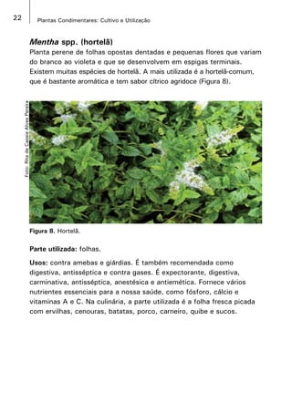 22 Plantas Condimentares: Cultivo e Utilização
Figura 8. Hortelã.
Foto:RitadeCassiaAlvesPereira
Mentha spp. (hortelã)
Planta perene de folhas opostas dentadas e pequenas flores que variam
do branco ao violeta e que se desenvolvem em espigas terminais.
Existem muitas espécies de hortelã. A mais utilizada é a hortelã-comum,
que é bastante aromática e tem sabor cítrico agridoce (Figura 8).
Parte utilizada: folhas.
Usos: contra amebas e giárdias. É também recomendada como
digestiva, antisséptica e contra gases. É expectorante, digestiva,
carminativa, antisséptica, anestésica e antiemética. Fornece vários
nutrientes essenciais para a nossa saúde, como fósforo, cálcio e
vitaminas A e C. Na culinária, a parte utilizada é a folha fresca picada
com ervilhas, cenouras, batatas, porco, carneiro, quibe e sucos.
 