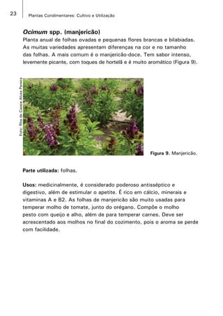 23 Plantas Condimentares: Cultivo e Utilização
Ocimum spp. (manjericão)
Planta anual de folhas ovadas e pequenas flores brancas e bilabiadas.
As muitas variedades apresentam diferenças na cor e no tamanho
das folhas. A mais comum é o manjericão-doce. Tem sabor intenso,
levemente picante, com toques de hortelã e é muito aromático (Figura 9).
Figura 9. Manjericão.
Foto:RitadeCassiaAlvesPereira
Parte utilizada: folhas.
Usos: medicinalmente, é considerado poderoso antisséptico e
digestivo, além de estimular o apetite. É rico em cálcio, minerais e
vitaminas A e B2. As folhas de manjericão são muito usadas para
temperar molho de tomate, junto do orégano. Compõe o molho
pesto com queijo e alho, além de para temperar carnes. Deve ser
acrescentado aos molhos no final do cozimento, pois o aroma se perde
com facilidade.
 
