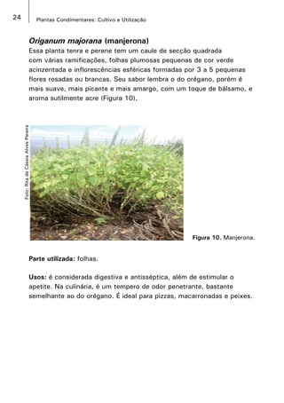 24 Plantas Condimentares: Cultivo e Utilização
Figura 10. Manjerona.
Foto:RitadeCassiaAlvesPereira
Origanum majorana (manjerona)
Essa planta tenra e perene tem um caule de secção quadrada
com várias ramificações, folhas plumosas pequenas de cor verde
acinzentada e inflorescências esféricas formadas por 3 a 5 pequenas
flores rosadas ou brancas. Seu sabor lembra o do orégano, porém é
mais suave, mais picante e mais amargo, com um toque de bálsamo, e
aroma sutilmente acre (Figura 10).
Parte utilizada: folhas.
Usos: é considerada digestiva e antisséptica, além de estimular o
apetite. Na culinária, é um tempero de odor penetrante, bastante
semelhante ao do orégano. É ideal para pizzas, macarronadas e peixes.
 