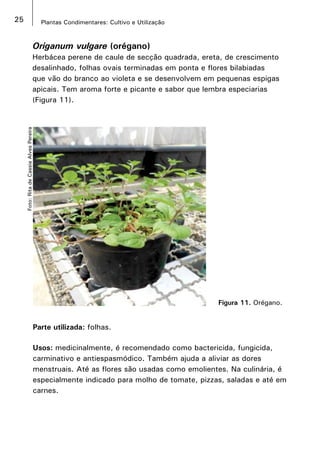 25 Plantas Condimentares: Cultivo e Utilização
Origanum vulgare (orégano)
Herbácea perene de caule de secção quadrada, ereta, de crescimento
desalinhado, folhas ovais terminadas em ponta e flores bilabiadas
que vão do branco ao violeta e se desenvolvem em pequenas espigas
apicais. Tem aroma forte e picante e sabor que lembra especiarias
(Figura 11).
Parte utilizada: folhas.
Usos: medicinalmente, é recomendado como bactericida, fungicida,
carminativo e antiespasmódico. Também ajuda a aliviar as dores
menstruais. Até as flores são usadas como emolientes. Na culinária, é
especialmente indicado para molho de tomate, pizzas, saladas e até em
carnes.
Figura 11. Orégano.
Foto:RitadeCassiaAlvesPereira
 