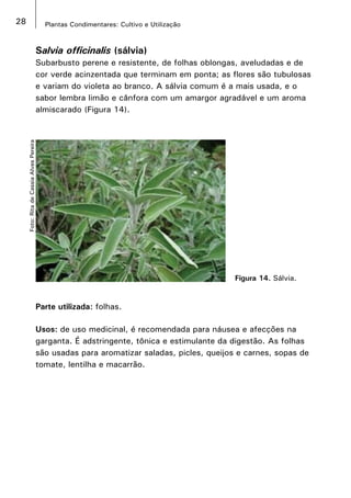 28 Plantas Condimentares: Cultivo e Utilização
Figura 14. Sálvia.
Foto:RitadeCassiaAlvesPereira
Salvia officinalis (sálvia)
Subarbusto perene e resistente, de folhas oblongas, aveludadas e de
cor verde acinzentada que terminam em ponta; as flores são tubulosas
e variam do violeta ao branco. A sálvia comum é a mais usada, e o
sabor lembra limão e cânfora com um amargor agradável e um aroma
almiscarado (Figura 14).
Parte utilizada: folhas.
Usos: de uso medicinal, é recomendada para náusea e afecções na
garganta. É adstringente, tônica e estimulante da digestão. As folhas
são usadas para aromatizar saladas, picles, queijos e carnes, sopas de
tomate, lentilha e macarrão.
 