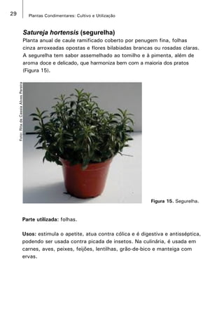 29 Plantas Condimentares: Cultivo e Utilização
Satureja hortensis (segurelha)
Planta anual de caule ramificado coberto por penugem fina, folhas
cinza arroxeadas opostas e flores bilabiadas brancas ou rosadas claras.
A segurelha tem sabor assemelhado ao tomilho e à pimenta, além de
aroma doce e delicado, que harmoniza bem com a maioria dos pratos
(Figura 15).
Figura 15. Segurelha.
Foto:RitadeCassiaAlvesPereira
Parte utilizada: folhas.
Usos: estimula o apetite, atua contra cólica e é digestiva e antisséptica,
podendo ser usada contra picada de insetos. Na culinária, é usada em
carnes, aves, peixes, feijões, lentilhas, grão-de-bico e manteiga com
ervas.
 