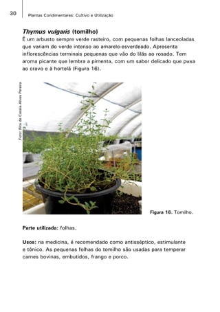 30 Plantas Condimentares: Cultivo e Utilização
Figura 16. Tomilho.
Foto:RitadeCassiaAlvesPereira
Thymus vulgaris (tomilho)
É um arbusto sempre verde rasteiro, com pequenas folhas lanceoladas
que variam do verde intenso ao amarelo-esverdeado. Apresenta
inflorescências terminais pequenas que vão do lilás ao rosado. Tem
aroma picante que lembra a pimenta, com um sabor delicado que puxa
ao cravo e à hortelã (Figura 16).
Parte utilizada: folhas.
Usos: na medicina, é recomendado como antisséptico, estimulante
e tônico. As pequenas folhas do tomilho são usadas para temperar
carnes bovinas, embutidos, frango e porco.
 