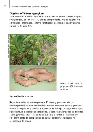 31 Plantas Condimentares: Cultivo e Utilização
Zingiber officinale (gengibre)
Erva rizomatosa, ereta, com cerca de 50 cm de altura. Folhas simples,
invaginantes, de 15 cm a 20 cm de comprimento. Flores estéreis de
cor branca amarelada. Rizoma ramificado, de cheiro e sabor picante
agradável (Figura 17).
Figura 17. (A) Planta de
gengibre e (B) rizoma de
gengibre.
Parte utilizada: rizomas.
Usos: tem sabor ardente e picante. Previne gripes e resfriados,
descongestiona as vias respiratórias e alivia enjoos durante a gravidez.
Melhora a digestão e diminui a acidez do estômago. Protege o coração,
pois estimula a circulação sanguínea. É usado na fabricação de bebidas
e refrigerantes. Muito utilizado na culinária oriental, os rizomas em
pó fazem parte da composição do curry. Também é utilizado na
preparação de doces.
Foto:RitadeCassiaAlvesPereira
 