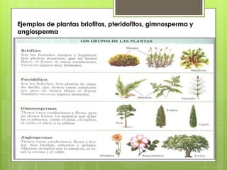 Ejemplos de plantas briofitas, pteridofitos, gimnosperma y
angiosperma
 