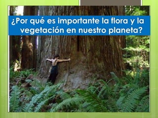 ¿Por qué es importante la flora y la
vegetación en nuestro planeta?
 