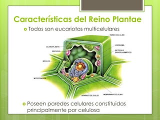 Características del Reino Plantae
 Todos son eucariotas multicelulares
 Poseen paredes celulares constituidas
principalmente por celulosa
 