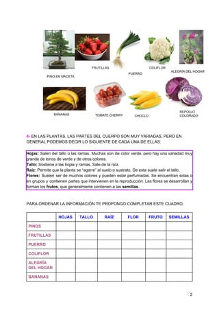 4-​ EN LAS PLANTAS, LAS PARTES DEL CUERPO SON MUY VARIADAS, PERO EN
GENERAL PODEMOS DECIR LO SIGUIENTE DE CADA UNA DE ELLA...