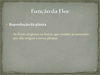 Plantas | PPT