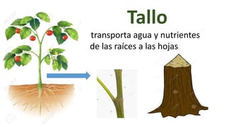 Tallo
transporta agua y nutrientes
de las raíces a las hojas.
 