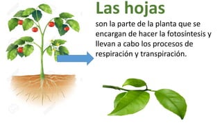 Las hojas
son la parte de la planta que se
encargan de hacer la fotosíntesis y
llevan a cabo los procesos de
respiración y transpiración.
 