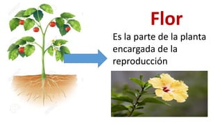Flor
Es la parte de la planta
encargada de la
reproducción
 
