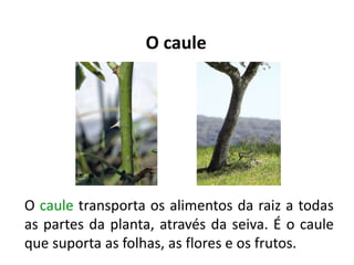 Plantas | PPTX