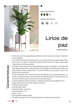 Riego: 2 veces por semana
Exposición solar: Indirecta
Lirios de
paz
Familia: Moráceas
Características
Fuente: 09
Purifica el aire y filtra los gases de escape interiores, resiste el amoníaco, la acetona, el benceno
y el formaldehído.
Es una planta altamente ornamental gracias a sus preciosas flores que pueden llegar a durar
hasta un mes. En adición, su floración se produce durante todo el año. Podar cuando tenga
hojas enfermas, marchitas y crecidas
Lo mejor es utilizar agua de lluvia y agua destilada para regar. Sin embargo, si utiliza agua del
grifo, déjela reposar toda la noche para que el cloro del agua se volatilice antes de regar. Los
pulverizadores también pueden crear un entorno húmedo para las plantas, que es más
propicio para su crecimiento.
El color amarillento de las hojas indica que la intensidad de la luz es demasiado fuerte, y el
dorado o rayado de las hojas indica que la planta ha sido quemada por la luz solar directa. En
este caso, considere colocar la maceta a unos 6-7 pies de la ventana.
Aman los ambientes cálidos y húmedos; La temperatura óptima es de alrededor de 20 ℃
Plagas: Manchas marrones, flores marchitas, entre otros.
Simbolismo: Éxito y ánimo.
Color de la hoja: Verde
Diámetro de Copa: 60 a 150 cm
Diametro de la flor: 2 cm
Altura: 1 a 1.8 m
Color de las flores: Blanca y verde.
Toxicidad: Tóxico para animales como gatos y perros por ingesta o roce con la piel.
 