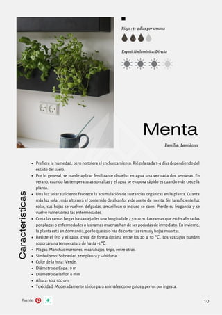 Menta
Riego : 3 - 4 días por semana
Exposición lumínica: Directa
Familia: Lamiáceas
Fuente:
Características
10
Prefiere la humedad, pero no tolera el encharcamiento. Riégala cada 3-4 días dependiendo del
estado del suelo.
Por lo general, se puede aplicar fertilizante disuelto en agua una vez cada dos semanas. En
verano, cuando las temperaturas son altas y el agua se evapora rápido es cuando más crece la
planta.
Una luz solar suficiente favorece la acumulación de sustancias orgánicas en la planta. Cuanta
más luz solar, más alto será el contenido de alcanfor y de aceite de menta. Sin la suficiente luz
solar, sus hojas se vuelven delgadas, amarillean o incluso se caen. Pierde su fragancia y se
vuelve vulnerable a las enfermedades.
Corta las ramas largas hasta dejarles una longitud de 7,5-10 cm. Las ramas que estén afectadas
por plagas o enfermedades o las ramas muertas han de ser podadas de inmediato. En invierno,
la planta está en dormancia, por lo que solo has de cortar las ramas y hojas muertas.
Resiste el frío y el calor, crece de forma óptima entre los 20 a 30 ℃ . Los vástagos pueden
soportar una temperatura de hasta -5 ℃.
Plagas: Manchas marrones, escarabajos, trips, entre otras.
Simbolismo: Sobriedad, templanza y sabiduría.
Color de la hoja: Verde.
Diámetro de Copa: 9 m
Diámetro de la flor: 6 mm
Altura: 30 a 100 cm
Toxicidad: Moderadamente tóxico para animales como gatos y perros por ingesta.
 