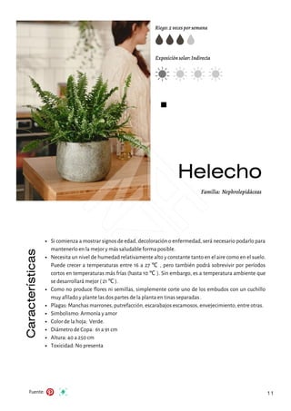 Helecho
Riego: 2 veces por semana
Exposición solar: Indirecta
Fuente:
Familia: Nephrolepidáceas
11
Si comienza a mostrar signos de edad, decoloración o enfermedad, será necesario podarlo para
mantenerlo en la mejor y más saludable forma posible.
Necesita un nivel de humedad relativamente alto y constante tanto en el aire como en el suelo.
Puede crecer a temperaturas entre 16 a 27 ℃ , pero también podrá sobrevivir por períodos
cortos en temperaturas más frías (hasta 10 ℃ ). Sin embargo, es a temperatura ambiente que
se desarrollará mejor ( 21 ℃ ).
Como no produce flores ni semillas, simplemente corte uno de los embudos con un cuchillo
muy afilado y plante las dos partes de la planta en tinas separadas .
Plagas: Manchas marrones, putrefacción, escarabajos escamosos, envejecimiento, entre otras.
Simbolismo: Armonía y amor
Color de la hoja: Verde.
Diámetro de Copa: 61 a 91 cm
Altura: 40 a 250 cm
Toxicidad: No presenta
Características
 