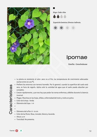 Fuente:
Ipomae
Riego : Cada 7 días
Exposición lumínica: Directa e indirecta.
Familia: Convolvulaceae
Características
12
La planta es resistente al calor, pero no al frío; las temperaturas de crecimiento adecuadas
oscilan entre 20 a 35 ℃.
Prefiere los entornos con terreno húmedo. Por lo general, cuando la superficie del suelo está
seca, es hora de regarla. Aplica solo la cantidad de agua que el suelo pueda absorber por
completo.
Crecen rápidamente, y por eso hay que podar las ramas enfermas y débiles durante la latencia
invernal.
Plagas: Manchas en las hojas, áfidos, enfermedad del tizón y moho en polvo.
Color de la hoja: Verde.
Diámetro de Copa: 1 m
Diámetro de la flor: 8 - 10 cm
Color de las flores: Rosa, morado, blanco y lavanda.
Altura: 4 m
Toxicidad: No presenta.
 