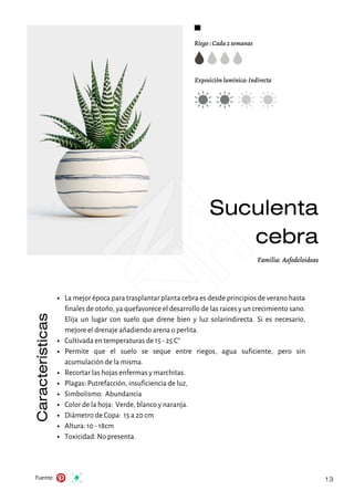 Riego : Cada 2 semanas
Exposición lumínica: Indirecta
Fuente:
Familia: Asfodeloideas
Características
13
Suculenta
cebra
La mejor época para trasplantar planta cebra es desde principios de verano hasta
finales de otoño, ya quefavorece el desarrollo de las raices y un crecimiento sano.
Elija un lugar con suelo que drene bien y luz solarindirecta. Si es necesario,
mejore el drenaje añadiendo arena o perlita.
Cultivada en temperaturas de 15 - 25 C°
Permite que el suelo se seque entre riegos, agua suficiente, pero sin
acumulación de la misma.
Recortar las hojas enfermas y marchitas.
Plagas: Putrefacción, insuficiencia de luz,
Simbolismo: Abundancia
Color de la hoja: Verde, blanco y naranja.
Diámetro de Copa: 15 a 20 cm
Altura: 10 - 18cm
Toxicidad: No presenta.
 