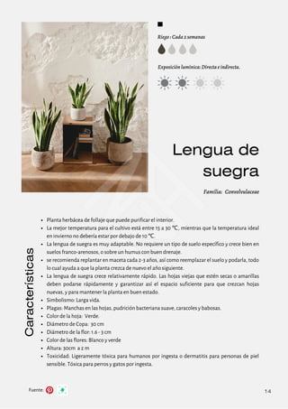 Fuente:
Lengua de
suegra
Riego : Cada 2 semanas
Exposición lumínica: Directa e indirecta.
Familia: Convolvulaceae
Características
14
Planta herbácea de follaje que puede purificar el interior.
La mejor temperatura para el cultivo está entre 15 a 30 ℃, mientras que la temperatura ideal
en invierno no debería estar por debajo de 10 ℃.
La lengua de suegra es muy adaptable. No requiere un tipo de suelo específico y crece bien en
suelos franco-arenosos, o sobre un humus con buen drenaje.
se recomienda replantar en maceta cada 2-3 años, así como reemplazar el suelo y podarla, todo
lo cual ayuda a que la planta crezca de nuevo el año siguiente.
La lengua de suegra crece relativamente rápido. Las hojas viejas que estén secas o amarillas
deben podarse rápidamente y garantizar así el espacio suficiente para que crezcan hojas
nuevas, y para mantener la planta en buen estado.
Simbolismo: Larga vida.
Plagas: Manchas en las hojas, pudrición bacteriana suave, caracoles y babosas.
Color de la hoja: Verde.
Diámetro de Copa: 30 cm
Diámetro de la flor: 1.6 - 3 cm
Color de las flores: Blanco y verde
Altura: 30cm a 2 m
Toxicidad: Ligeramente tóxica para humanos por ingesta o dermatitis para personas de piel
sensible. Tóxica para perros y gatos por ingesta.
 