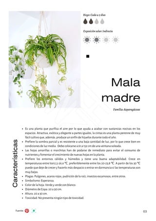 Mala
madre
Riego: Cada 4-5 días
Exposición solar: Indirecta
Características
Fuente:
Familia: Asparagáceas
03
Es una planta que purifica el aire por lo que ayuda a acabar con sustancias nocivas en los
espacios. Atractiva, exótica y elegante a partes iguales, la cintas es una planta perenne de muy
fácil cultivo que, además, produce un sinfín de hijuelos durante todo el año.
Prefiere la sombra parcial y es resistente a una baja cantidad de luz, por lo que crece bien en
condiciones de luz media. Debe colocarse a 61 a 152 cm de una ventana soleada.
Las hojas amarillas o marchitas han de podarse de inmediato para evitar el consumo de
nutrientes y fomentar el crecimiento de nuevas hojas en la planta.
Prefiere los entornos cálidos y húmedos y tiene una buena adaptabilidad. Crece en
temperaturas entre los12,5-26,6 ℃, preferiblemente entre los 20-23,8 ℃. A partir de los 30 ℃
puede que deje de crecer y hacerlo más despacio o entrar en dormancia si las temperaturas son
muy bajas.
Plagas: Pulgones, acaros rojos, pudrición de la raíz, insectos escamosos, entre otros.
Simbolismo: Esperanza.
Color de la hoja: Verde y verde con blanco.
Diámetro de Copa: 20 a 30 cm.
Altura: 20 a 30 cm.
Toxicidad: No presenta ningún tipo de toxicidad.
 