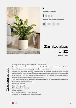 Riego : Cada 3-4 semanas.
Exposición solar indirecta o sombra total
Características
Fuente:
Familia: Aráceas
04
Zamioculcas
o ZZ
Puede purificar el aire y absorber dióxido y formaldehído.
Puede permanecer saludable sin mucha luz solar . Debido a esto, es una excelente planta de
interior, independientemente de la proximidad a una ventana.
Necesita muy poca poda . Es posible que desee cortar las hojas que se están volviendo amarillas
o cortar los tallos que se arquean del resto de la planta con fines exclusivamente cosméticos.Las
hojas amarillas o marchitas han de podarse de inmediato para evitar el consumo de nutrientes
y fomentar el crecimiento de nuevas hojas en la planta.
. Esta planta prosperará en temperaturas alrededor de 18-26 ℃ , y felizmente puede soportar
temperaturas tan bajas como 16 ℃ .
Simbolismo: Riqueza.
Color de la hoja: Verde.
Diámetro de Copa: 61 a 122 cm.
Altura: 30 a 60 cm.
Color de las flores: Blanco, Verde o Crema.
Toxicidad: No presenta ningún tipo de toxicidad.
 