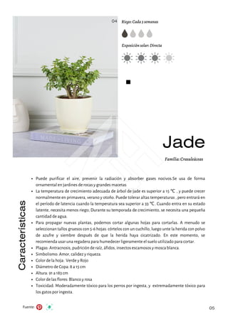 Jade
Riego: Cada 3 semanas
Exposición solar: Directa
Características
Fuente:
Familia: Crasuleáceas
04
05
Puede purificar el aire, prevenir la radiación y absorber gases nocivos.Se usa de forma
ornamental en jardines de rocas y grandes macetas
La temperatura de crecimiento adecuada de árbol de jade es superior a 15 ℃ , y puede crecer
normalmente en primavera, verano y otoño. Puede tolerar altas temperaturas , pero entrará en
el período de latencia cuando la temperatura sea superior a 33 ℃. Cuando entra en su estado
latente, necesita menos riego; Durante su temporada de crecimiento, se necesita una pequeña
cantidad de agua.
Para propagar nuevas plantas, podemos cortar algunas hojas para cortarlas. A menudo se
seleccionan tallos gruesos con 5-6 hojas: córtelos con un cuchillo, luego unte la herida con polvo
de azufre y siembre después de que la herida haya cicatrizado. En este momento, se
recomienda usar una regadera para humedecer ligeramente el suelo utilizado para cortar.
Plagas: Antracnosis, pudrición de raíz, áfidos, insectos escamosos y mosca blanca.
Simbolismo: Amor, calidez y riqueza.
Color de la hoja: Verde y Rojo
Diámetro de Copa: 8 a 15 cm
Altura: 91 a 183 cm
Color de las flores: Blanco y rosa
Toxicidad: Moderadamente tóxico para los perros por ingesta, y extremadamente tóxico para
los gatos por ingesta.
 