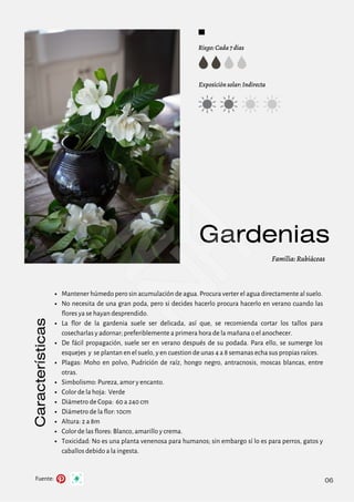 Fuente:
Características Riego: Cada 7 días
Exposición solar: Indirecta
Familia: Rubiáceas
Gardenias
06
Mantener húmedo pero sin acumulación de agua. Procura verter el agua directamente al suelo.
No necesita de una gran poda, pero si decides hacerlo procura hacerlo en verano cuando las
flores ya se hayan desprendido.
La flor de la gardenia suele ser delicada, así que, se recomienda cortar los tallos para
cosecharlas y adornar; preferiblemente a primera hora de la mañana o el anochecer.
De fácil propagación, suele ser en verano después de su podada. Para ello, se sumerge los
esquejes y se plantan en el suelo, y en cuestion de unas 4 a 8 semanas echa sus propias raíces.
Plagas: Moho en polvo, Pudrición de raíz, hongo negro, antracnosis, moscas blancas, entre
otras.
Simbolismo: Pureza, amor y encanto.
Color de la hoja: Verde
Diámetro de Copa: 60 a 240 cm
Diámetro de la flor: 10cm
Altura: 2 a 8m
Color de las flores: Blanco, amarillo y crema.
Toxicidad: No es una planta venenosa para humanos; sin embargo sí lo es para perros, gatos y
caballos debido a la ingesta.
 