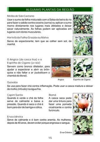 ALGUMAS PLANTAS DA REGIÃO
Melão de São Caetano
Usar o sumo da folha misturado com a Salsa da beira do rio
para fazer o sabão contra coceira (sarna) ou aplicar o sumo
morno diretamente nos lugares mais afetados e deixar
secar naturalmente. As folhas podem ser aplicadas em
lugares com dores musculares.
Hortelã da Folha Graúda ou Malva
Serve de expectorante; tem que se colher sem sol, de
manhã.
O Angico (da casca lisa) e o
Espinho de Cigano (a raiz)
Servem como bronco dilatador, para
ajudar a expectorar e abrir os brôn-
quios e não faltar o ar (substituem o
chambá do litoral).
Angico Espinho de Cigano
Quixaba
Se usa para fazer chá contra inflamação. Pode usar a casca madura e deixar
de molho (infusão) na água fria.
Romã
A casca seca pode
dar uma tintura para
fazer uma pomada
cicatrizante e contra
furúnculo.
Capim Santo
Quando é verde o chá da folha
serve de calmante e baixa a
pressão. Quando é seco o chá é
bom para dor de barriga e cólica.
Erva-Cidreira
15
Erva cidreira
Serve de calmante e é bom contra anemia. As mulheres,
depois de 40 anos, devem evitar porque engrossa o sangue.
 