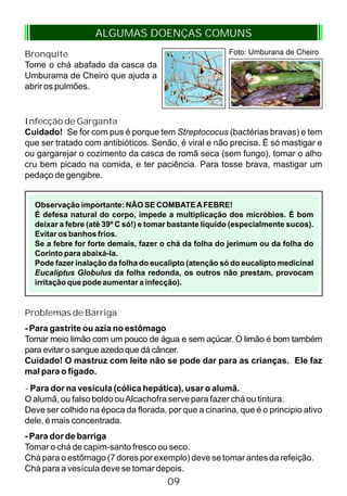 ALGUMAS DOENÇAS COMUNS
Bronquite
Tome o chá abafado da casca da
Umburama de Cheiro que ajuda a
abrir os pulmões.
Foto: Umburana de Cheiro
09
Infecção de Garganta
Cuidado! Se for com pus é porque tem Streptococus (bactérias bravas) e tem
que ser tratado com antibióticos. Senão, é viral e não precisa. Ë só mastigar e
ou gargarejar o cozimento da casca de romã seca (sem fungo), tomar o alho
cru bem picado na comida, e ter paciência. Para tosse brava, mastigar um
pedaço de gengibre.
Problemas de Barriga
- Para gastrite ou azia no estômago
Tomar meio limão com um pouco de água e sem açúcar. O limão é bom também
para evitar o sangue azedo que dá câncer.
Cuidado! O mastruz com leite não se pode dar para as crianças. Ele faz
mal para o fígado.
- Para dor na vesícula (cólica hepática), usar o alumã.
O alumã, ou falso boldo ouAlcachofra serve para fazer chá ou tintura.
Deve ser colhido na época da florada, por que a cinarina, que é o principio ativo
dele, é mais concentrada.
- Para dor de barriga
Tomar o chá de capim-santo fresco ou seco.
Chá para o estômago (7 dores por exemplo) deve se tomar antes da refeição.
Chá para a vesícula deve se tomar depois.
Observação importante: NÃO SE COMBATEAFEBRE!
É defesa natural do corpo, impede a multiplicação dos micróbios. É bom
deixar a febre (até 39º C só!) e tomar bastante líquido (especialmente sucos).
Evitar os banhos frios.
Se a febre for forte demais, fazer o chá da folha do jerimum ou da folha do
Corinto para abaixá-la.
Pode fazer inalação da folha do eucalipto (atenção só do eucalipto medicinal
Eucaliptus Globulus da folha redonda, os outros não prestam, provocam
irritação que pode aumentar a infecção).
 