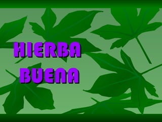 HIERBA BUENA 