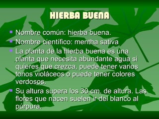 HIERBA BUENA Nombre común: hierba buena. Nombre científico: mentha sativa La planta de la hierba buena es una planta que necesita abundante agua si quieres que crezca, puede tener varios tonos violáceos o puede tener colores verdosos. Su altura supera los 30 cm. de altura. Las flores que nacen suelen ir del blanco al púrpura. 