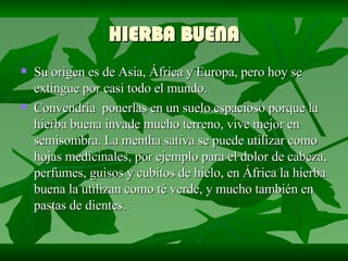 HIERBA BUENA Su origen es de Asia, África y Europa, pero hoy se extingue por casi todo el mundo. Convendría  ponerlas en un suelo espacioso porque la hierba buena invade mucho terreno, vive mejor en semisombra. La mentha sativa se puede utilizar como hojas medicinales, por ejemplo para el dolor de cabeza, perfumes, guisos y cubitos de hielo, en África la hierba buena la utilizan como té verde, y mucho también en pastas de dientes.  