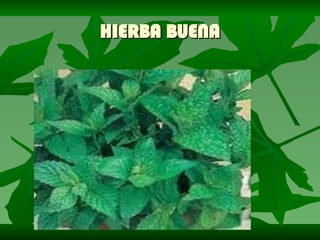 HIERBA BUENA 
