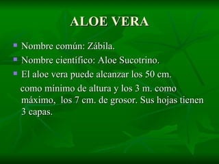 ALOE VERA Nombre común: Zábila. Nombre científico: Aloe Sucotrino. El aloe vera puede alcanzar los 50 cm. como mínimo de altura y los 3 m. como máximo,  los 7 cm. de grosor. Sus hojas tienen 3 capas. 