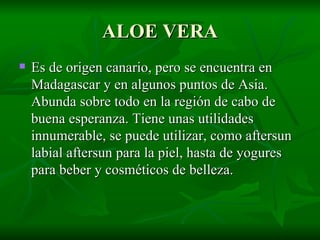 ALOE VERA Es de origen canario, pero se encuentra en Madagascar y en algunos puntos de Asia. Abunda sobre todo en la región de cabo de buena esperanza. Tiene unas utilidades innumerable, se puede utilizar, como aftersun labial aftersun para la piel, hasta de yogures para beber y cosméticos de belleza. 