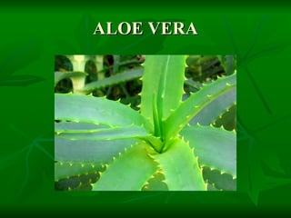 ALOE VERA 