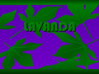 LAVANDA 