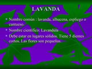 LAVANDA Nombre común : lavanda, alhucena, espliego o cantueso. Nombre científico: Lavandúla Debe estar en lugares sólidos. Tiene 5 dientes cortos. Las flores son pequeñas.  