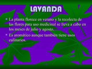 LAVANDA La planta florece en verano y la recolecta de las flores para uso medicinal se lleva a cabo en los meses de julio y agosto. Es aromático aunque también tiene usos culinarios. 