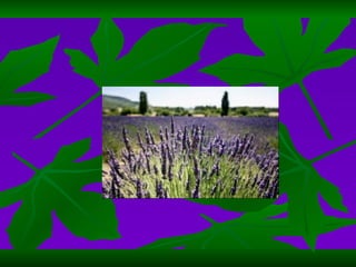 HIERBA BUENA LAVANDA 