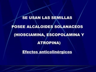 SE USAN LAS SEMILLAS POSEE ALCALOIDES SOLANACEOS (HIOSCIAMINA, ESCOPOLAMINA Y ATROPINA) Efectos anticolinérgicos 